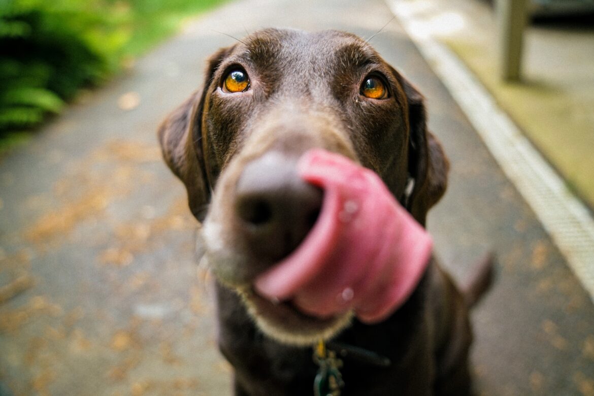 A dog with its mouth open and tongue hanging out.