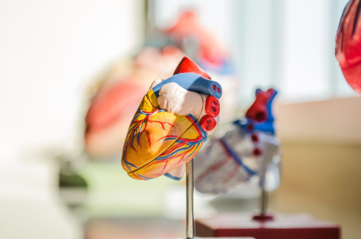 A close up of a model heart on display