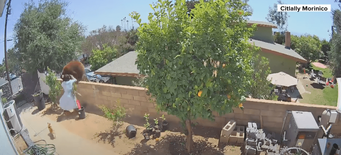 A tree with orange fruit growing on it.